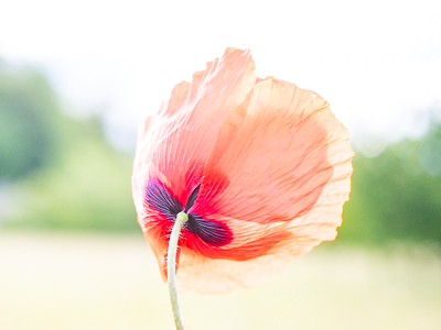 Aktivitäten der Fotofreunde - Amtsblätter 20.06.2024